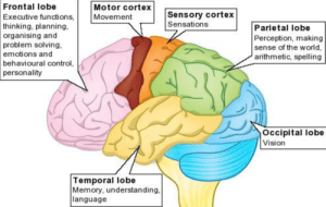 nyolong gambar dari web ini http://www.headsmatter.com/the-brain/some-facts-about-the-brain/