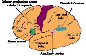 bagian si broca dan wernicke, yang punya hubungan dengan kemampuan berbicara dan menulis diambil dari http://www-rohan.sdsu.edu/~gawron/intro/course_core/lectures/aphasia_cases_slides.html